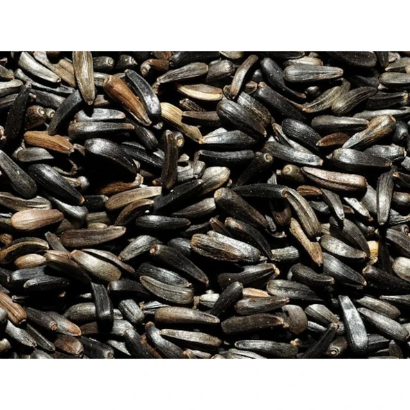 Nijer Tohumu (Kg) - 2