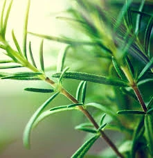 Meyremhort (Kısa Mahmut) 50 Gr ürün görseli