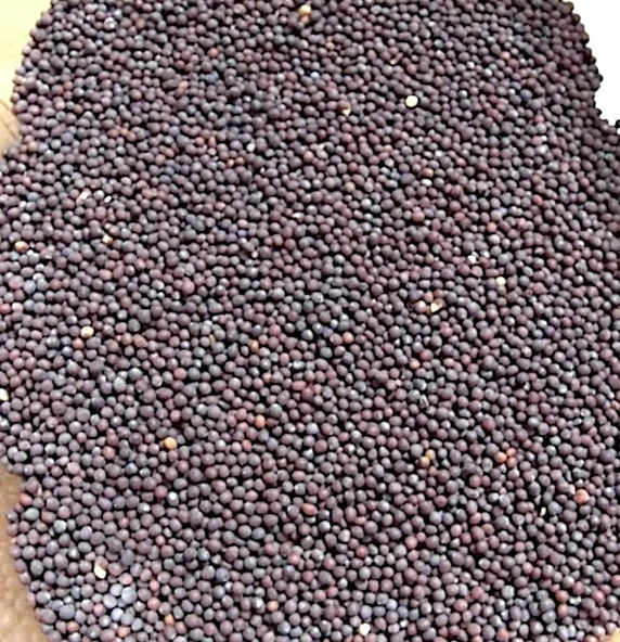 Hardal Tohumu Siyah (Kg) ürün görseli