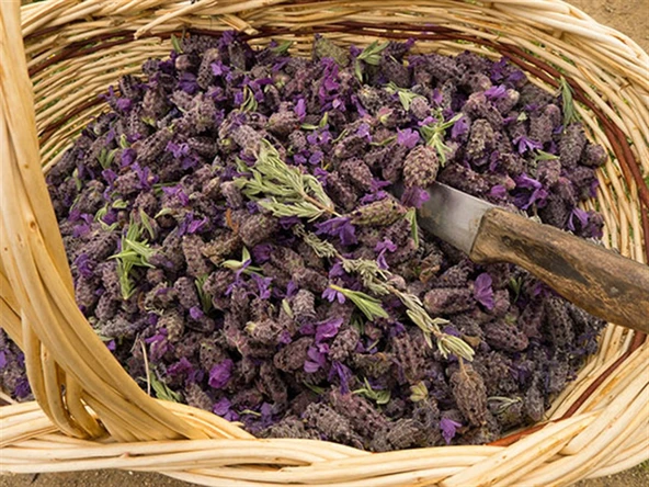 Karabaş Otu 50 Gr - 2