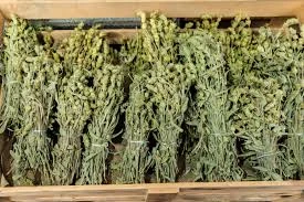 Dağ Çayı 70 Gr - Resim 1