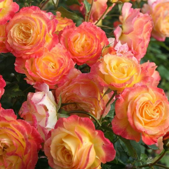 Tüplü Garten Spass Turuncu-Sarı Renkli Yediveren Gül Fidanı ürün görseli 1