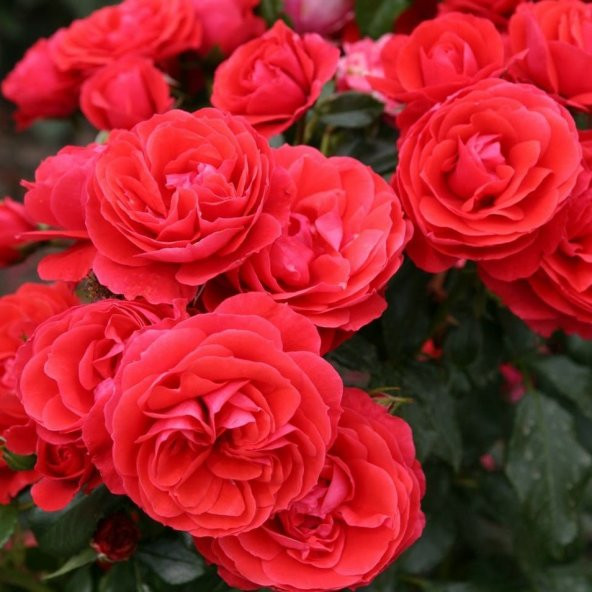 Tüplü Kokulu Cherry Girl Kırmızı Renkli Yediveren Gül Fidanı ürün görseli 1