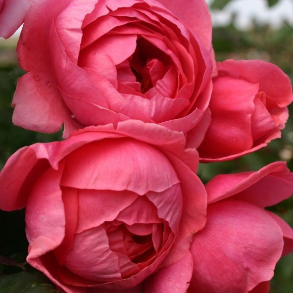 Tüplü Kokulu Gartenprinzessin M.J Koyu Pembe Yediveren Gül Fidanı ürün görseli 1