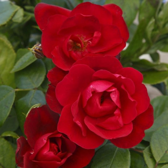 Tüplü Milano Kırmızı Renkli Yediveren Gül Fidanı ürün görseli 1
