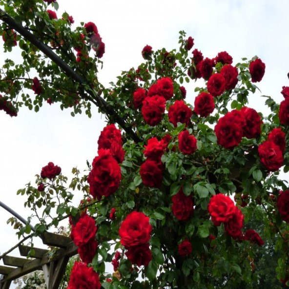 Tüplü Kozlu Ören Koyu Kırmızı Kokulu Yediveren Sarmaşık Gül Fidanı ürün görseli 1