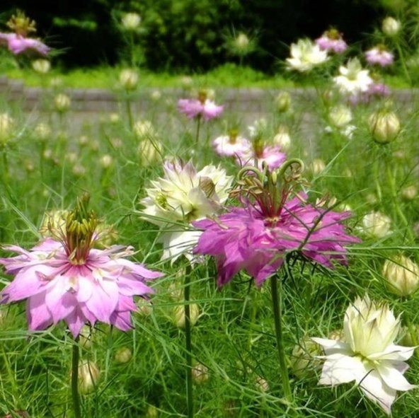 Karışık Renkli Çörek Otu Çiçeği Tohumu (100 tohum) ürün görseli 1