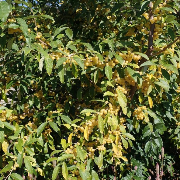 Tüplü Şifalı Sarı Güz Zeytini Fidanı ürün görseli 1