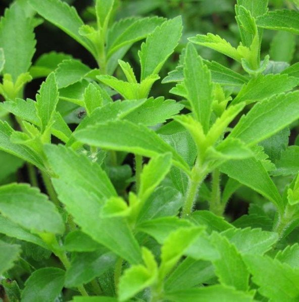 Doğal Şeker Otu Stevia Tohumu (5000 tohum)