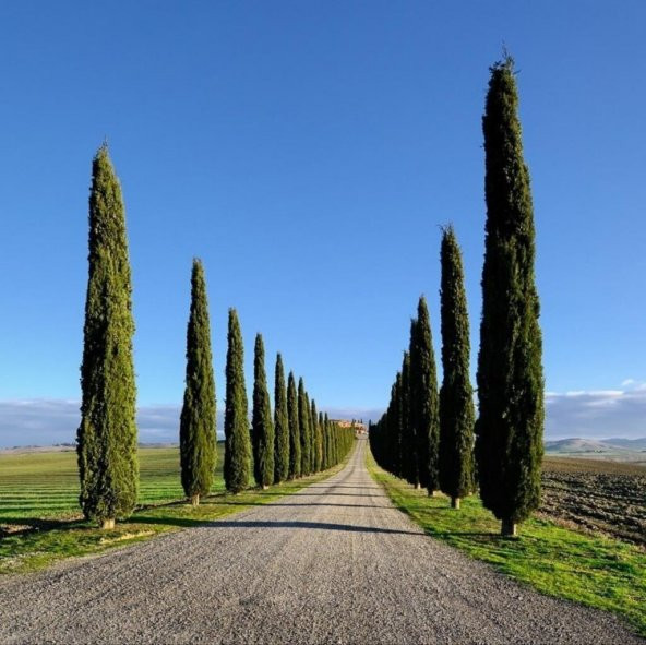 Tüplü Kara Servi (Cupressus sempervirens) Fidanı (20-30 cm) - 2