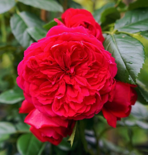 Tüplü Katmerli Florantina Yediveren Sarmaşık Kırmızı Gül Fidanı