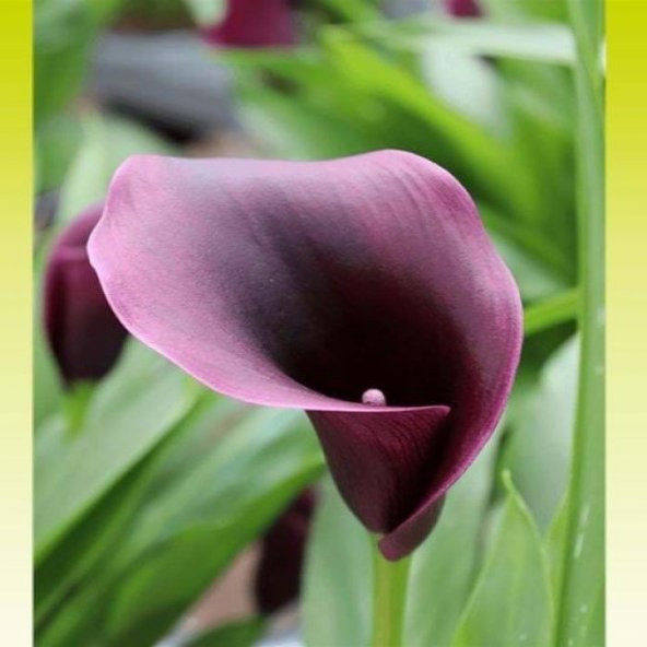 Zantedeschia Outback Calla Lily Gala Çiçeği Soğanı (1 Adet)