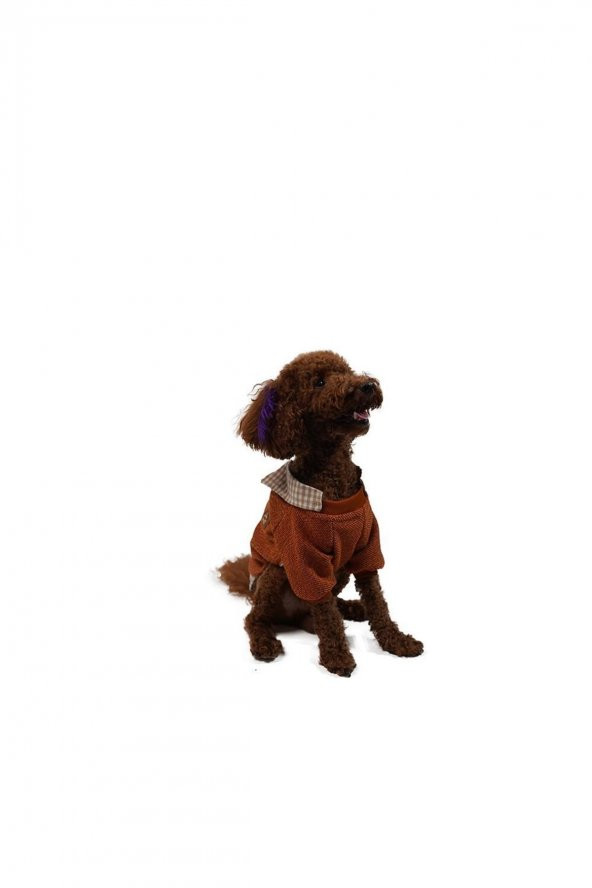 Tarçın College Triko Sweat Kedi Köpek Sweat Kedi Köpek Kıyafeti - XXL