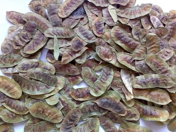Dökme Bitkiler Aşlık Otu / Devegözü -100 Gr