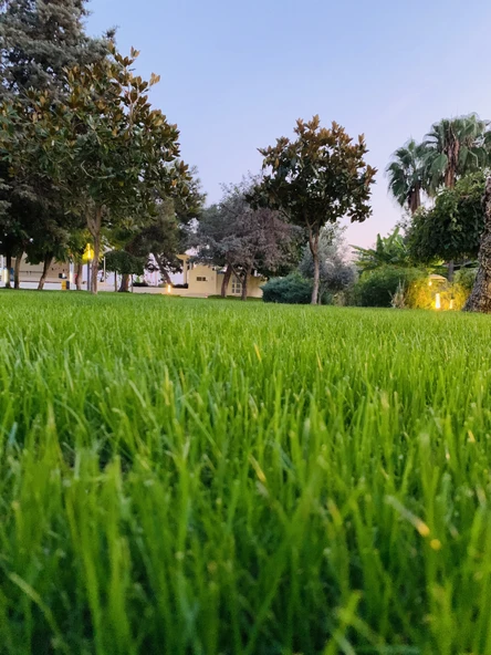 Master Lawn 6 Mix Karışım Çim Tohumu 1 kg - 3