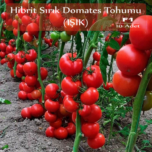 Hibrit Sırık Domates Tohumu Işık 10 Adet F1 Hibrit Domates Tohumu