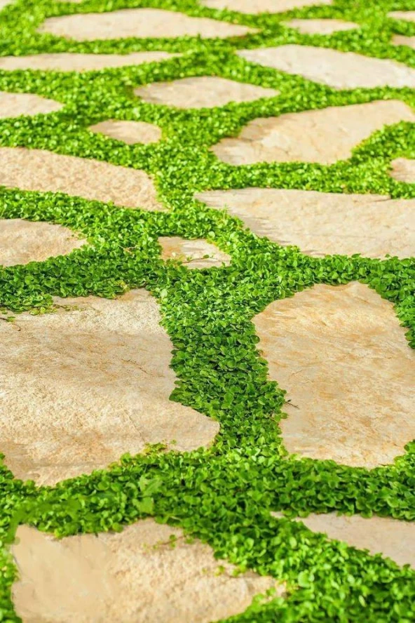 Fare Kulağı Tohumu-Dichondra Repens-500 gr - 3