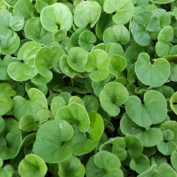 Fare Kulağı Tohumu-Dichondra Repens-1 kg - 4