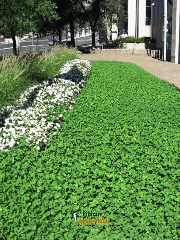 Fare Kulağı Tohumu-Dichondra Repens-1 kg - 5