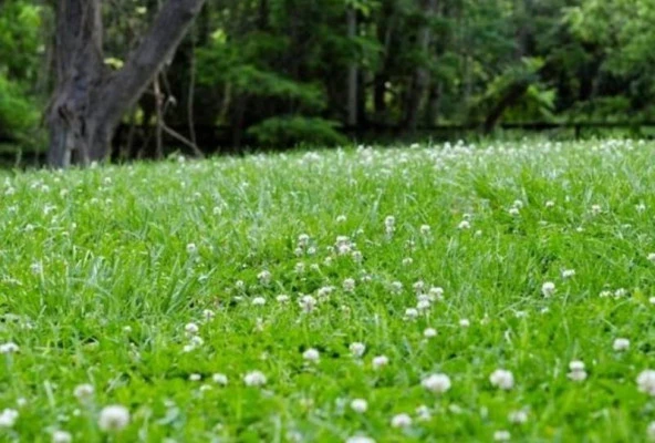 Üçgül Tohumu-500 Gr Süs Yoncası ( Trifolium Repens ) - 4