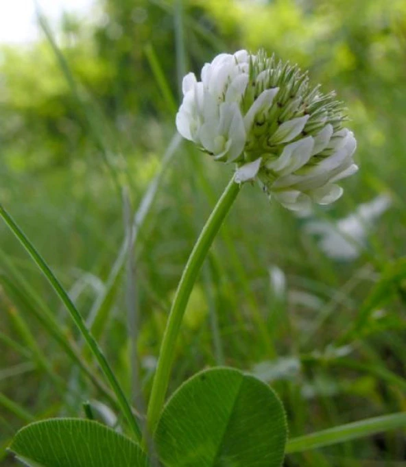 Üçgül Tohumu 1 Kg- Süs Yoncası ( Trifolium Repens ) - 2