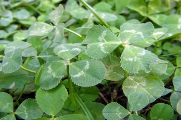 Üçgül Tohumu 1 Kg- Süs Yoncası ( Trifolium Repens ) - 3