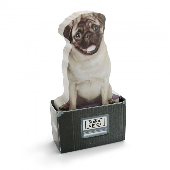 Mustard Dog in a Box - 2
