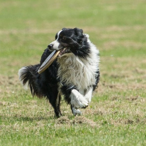 Hem  Eğitici Ve Hem Eğlenceli Yuvarlak Hafif Ağırlıklı Köpek Frizbi Oyuncağı
