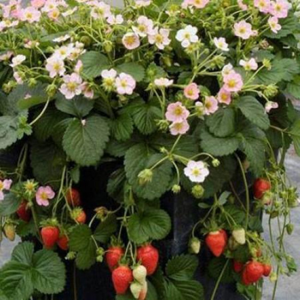 100 adet çilek fidesi albion yediveren 12 ay dikim.. ürün görseli 1