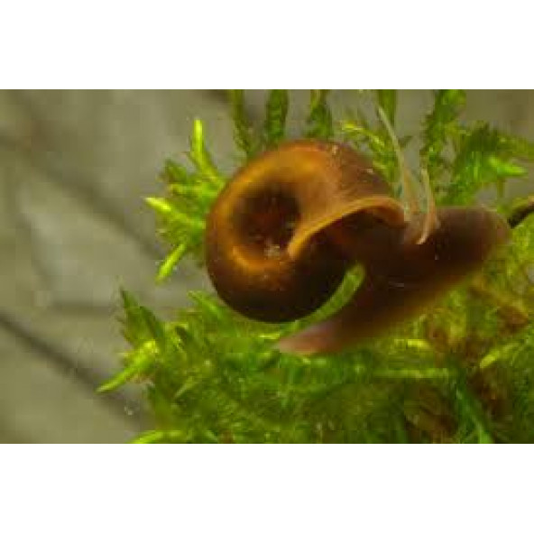 Salyangoz Ramshorn 15 Adet Tek tip