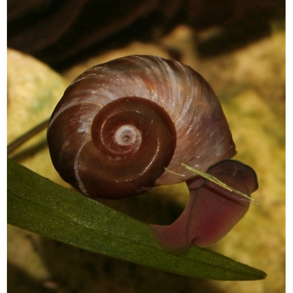 Salyangoz Ramshorn 15 Adet Tek tip - 2