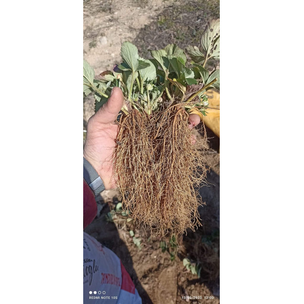 100 adet çilek fidesi albion yediveren 12 ay dikim garantili cins.. ürün görseli 1