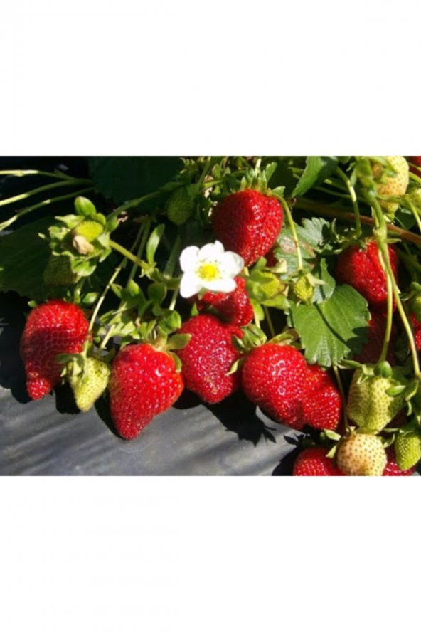 100 Adet Albion Çilek Fidesi Açık Kök Frigo Ve Taze Sökümdür Garantilidir ürün görseli 1