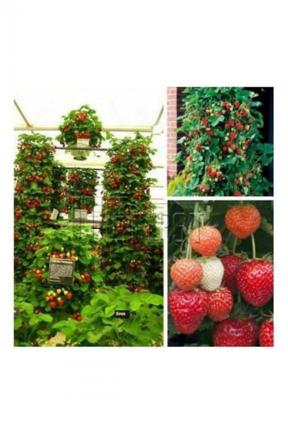 25 Adet Çilek Fidesi ( Tırmanan Sarmaşık ) Taze Söküm Firigo Fide 12 Ay Dikim... ürün görseli 1