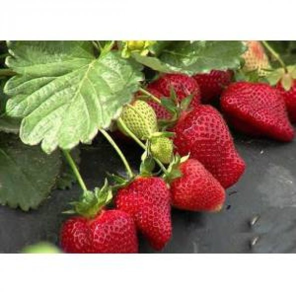 200 ADET ÇİLEK FİDANI ( ALBİON )SOĞUK İKLİM Açık Köklü Frigo Taze Yediveren  garantili cins ürün görseli 1