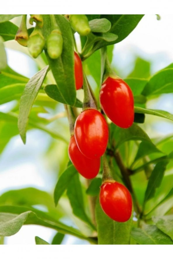 2 Adet Goji Berry Fidanı ( Nq7 ) Uzun Meyve Tüplü 1 Yaş 12 Ay Dikebilirsiniz.... - Resim 2