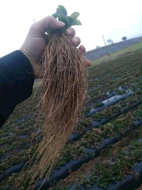 200 ADET ÇİLEK FİDESİ ( ALBİON YRDİVEREN ) SOĞUK İKLİM 12 AY DİKİM YAPILABİLİR ürün görseli 1