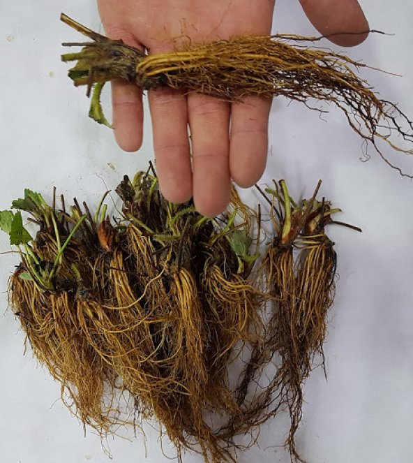 200 ADET ÇİLEK FİDESİ ( ALBİON YRDİVEREN ) SOĞUK İKLİM 12 AY DİKİM YAPILABİLİR - Resim 2