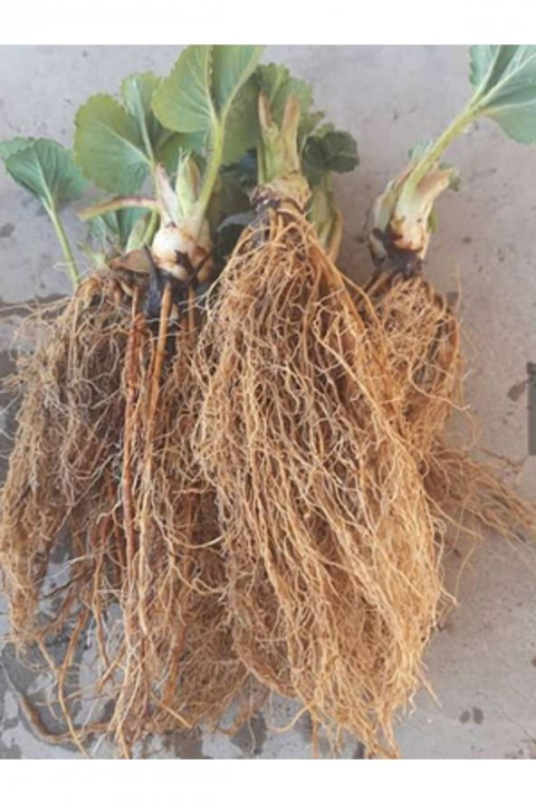 Şura Tarım 20 Adet Albion Taze Söküm Çilek Fidesi ürün görseli 1