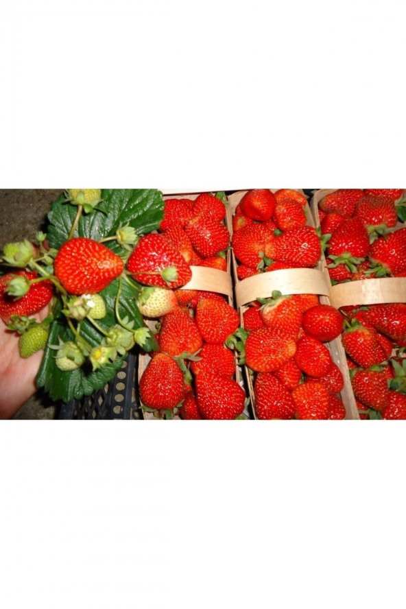 100 Adet Yeni Söküm Monterey Çilek Fidanı Açık Kök ürün görseli 1