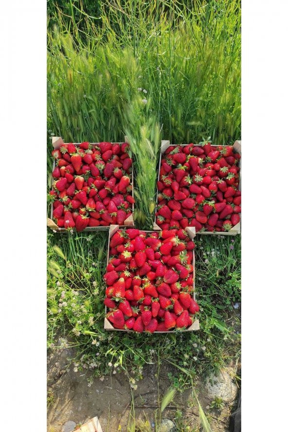 100 Adet Çilek Fidanı ( Albion) Firigo Taze Söküm 12 Ay Dikim.garantili Çins...faturalı ürün görseli 1