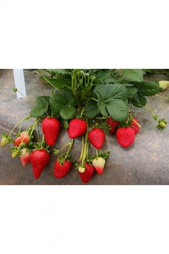 100 Adet Çilek Fidanı ( Albion) Firigo Taze Söküm 12 Ay Dikim.garantili Çins...faturalı ürün görseli 1