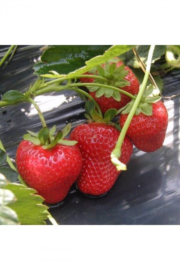 1000 adet çilek fidesi yediveren albion 12 ay dikim garantili cins......... ürün görseli 1