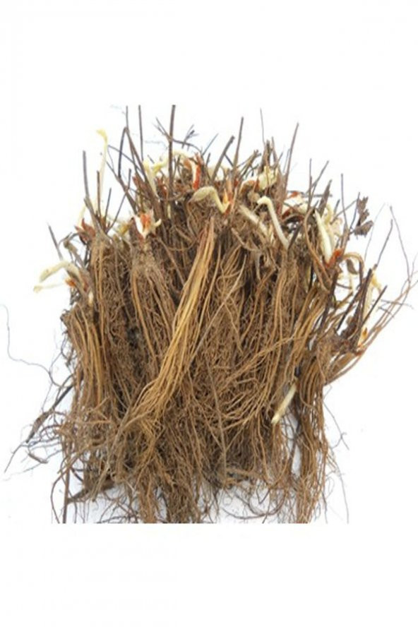 200 Adet Camarosa Açık Köklü Frigo Tz. Yediveren Çilek Fidanı Fidesi - Resim 2