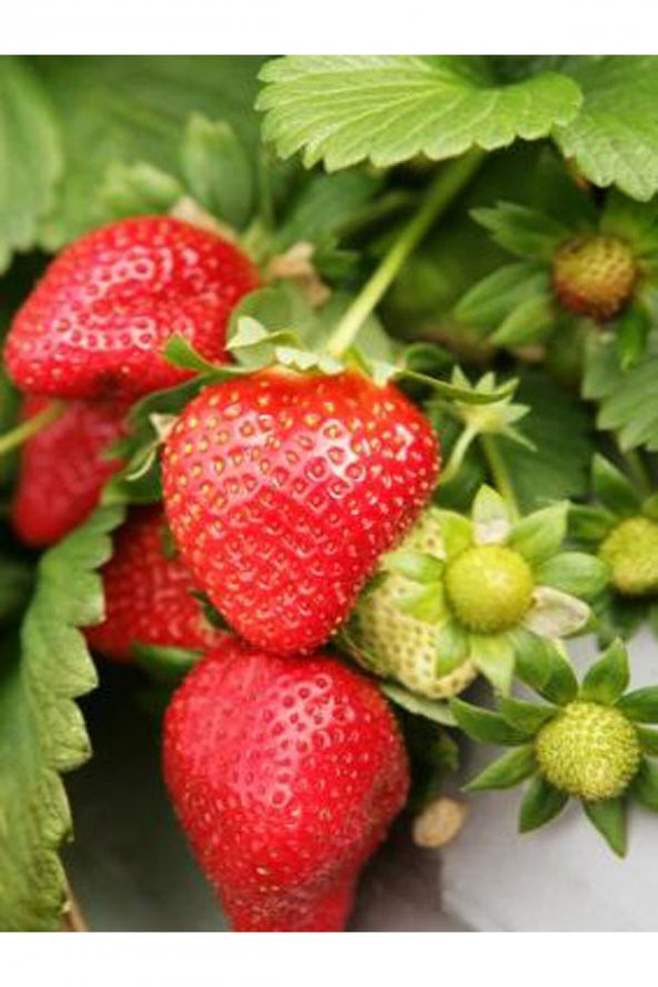 35 Adet Rubygem Açık Kök Frigo Tz.yediveren Çilek Fidesi Fidanı ürün görseli 1