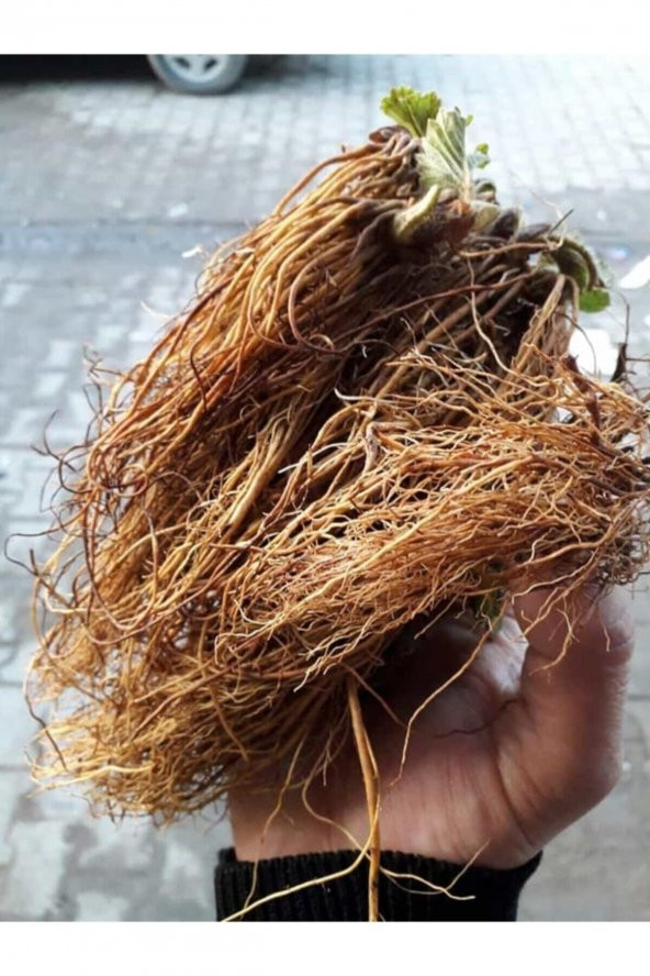 40 Adet Sweet Charlie Çilek Fidesi ürün görseli 1