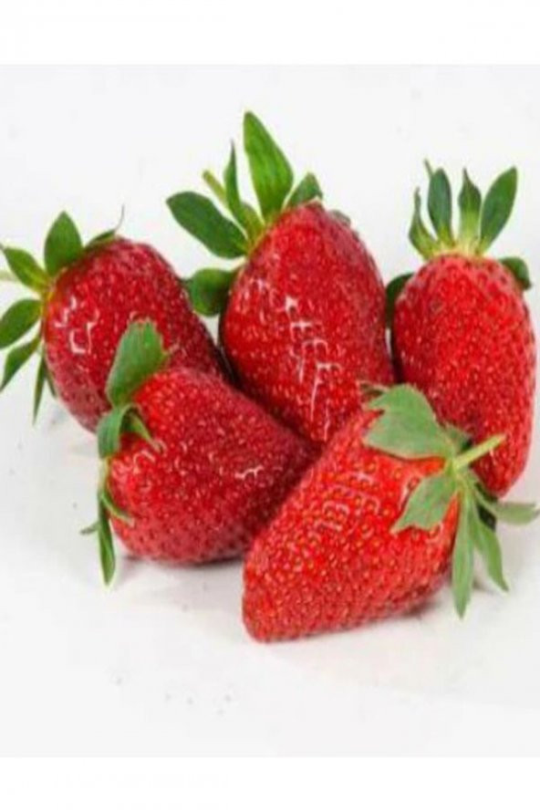 20 Adet Camarosa Açık Kök Frigo Tz.yediveren Çilek Fidesi Fidanı ürün görseli 1