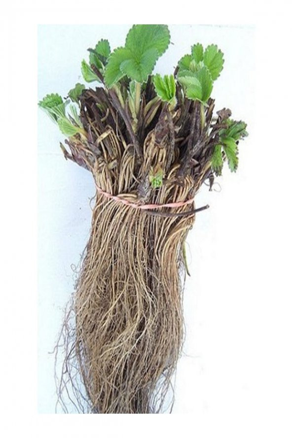 20 Adet Camarosa Açık Kök Frigo Tz.yediveren Çilek Fidesi Fidanı - Resim 2