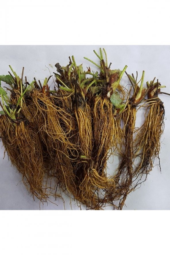 Albion Çilek Fidesi 20 Adet Açık Kök Şoklu ürün görseli 1