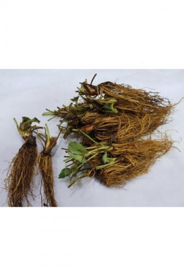 100 Adet Çilek Fidesi ürün görseli 1